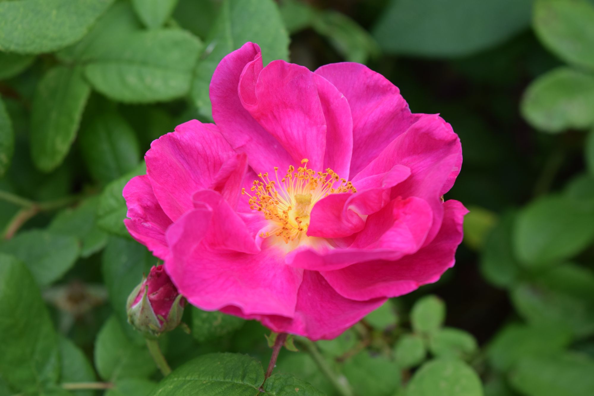 Rosa gallica ‘Officinalis – Apotekarros