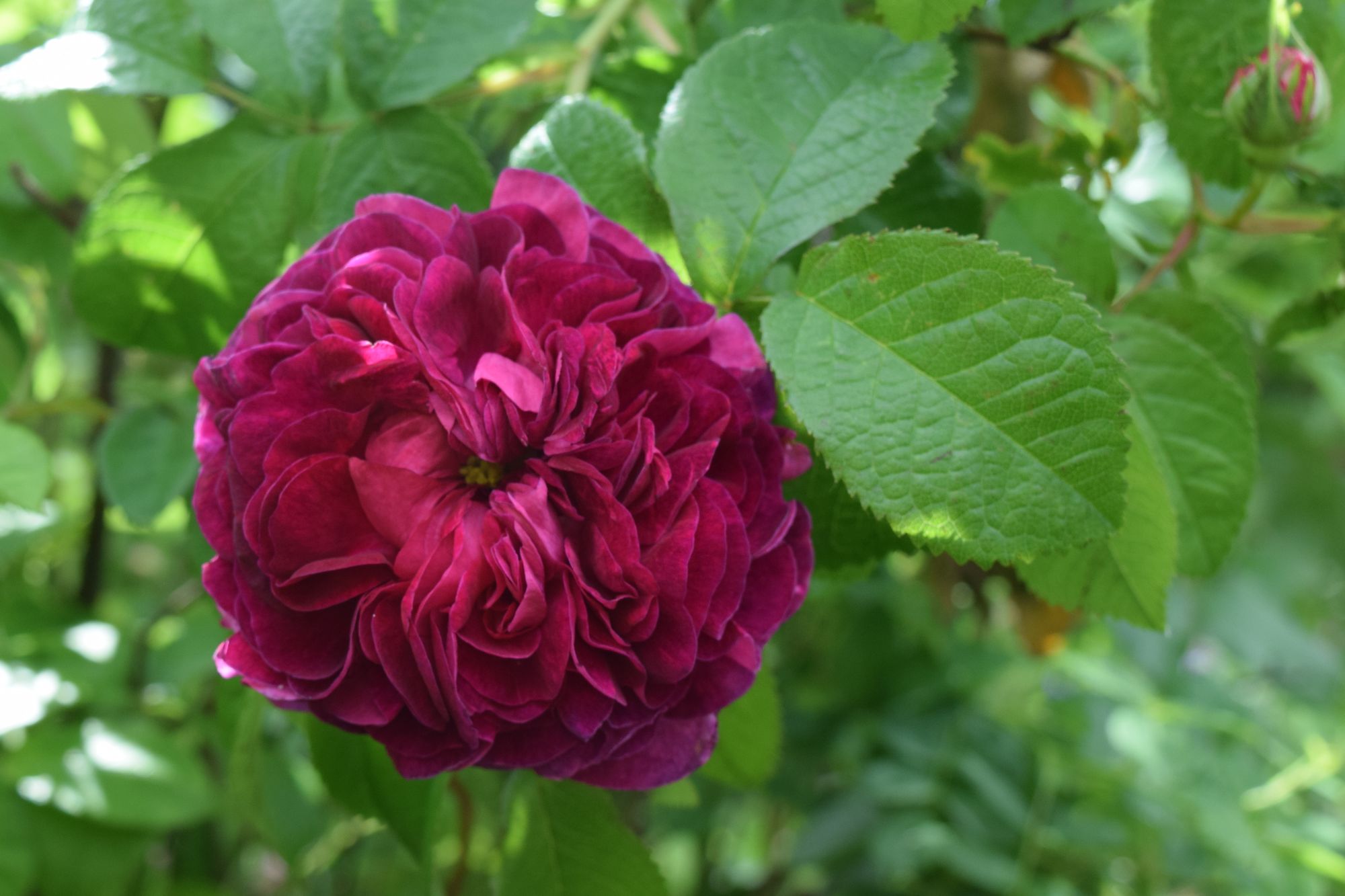Rosa gallica ‘Charles de Mills'