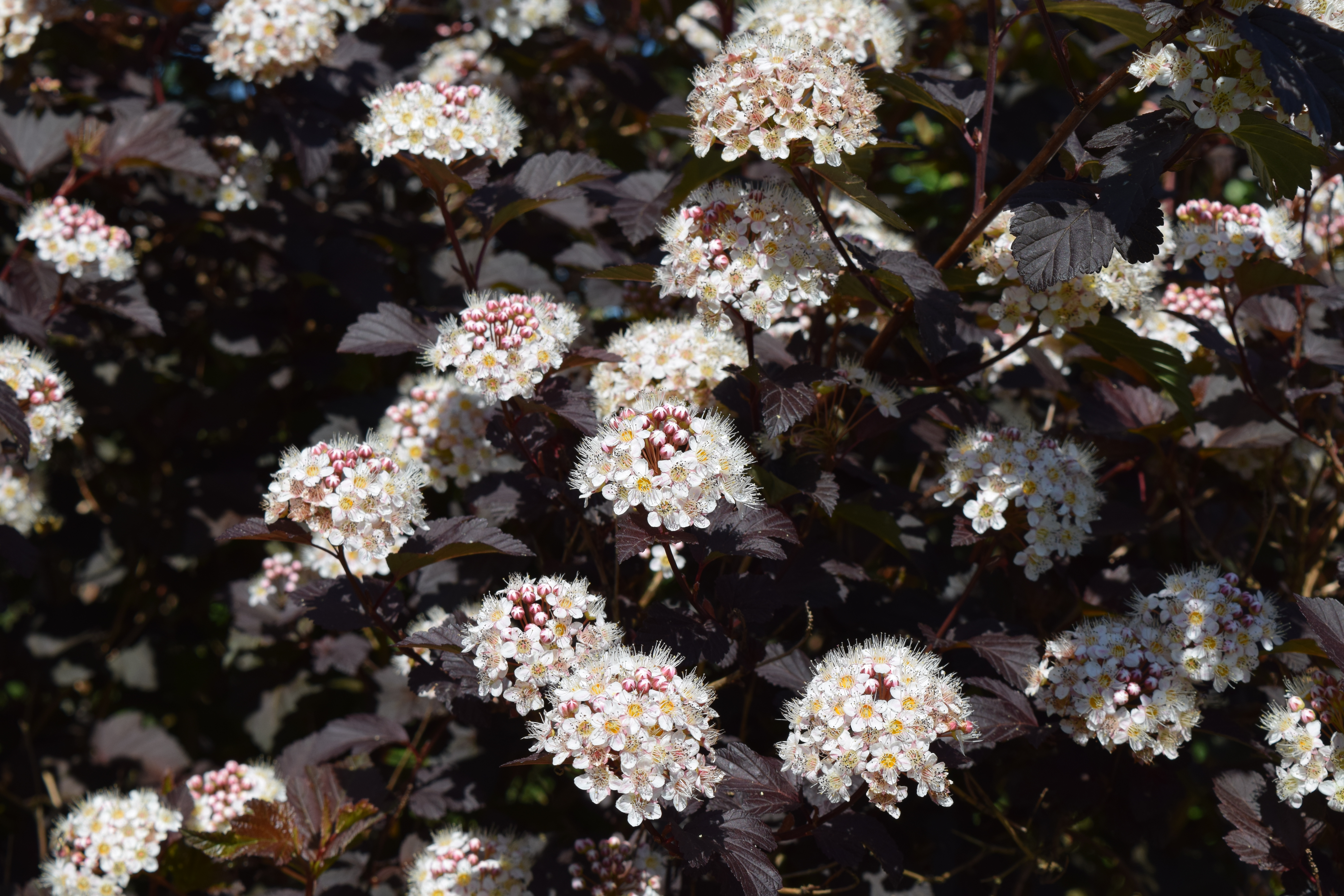 Physocarpus opulifolius ‘Diabolo’, rödbladig smällspirea