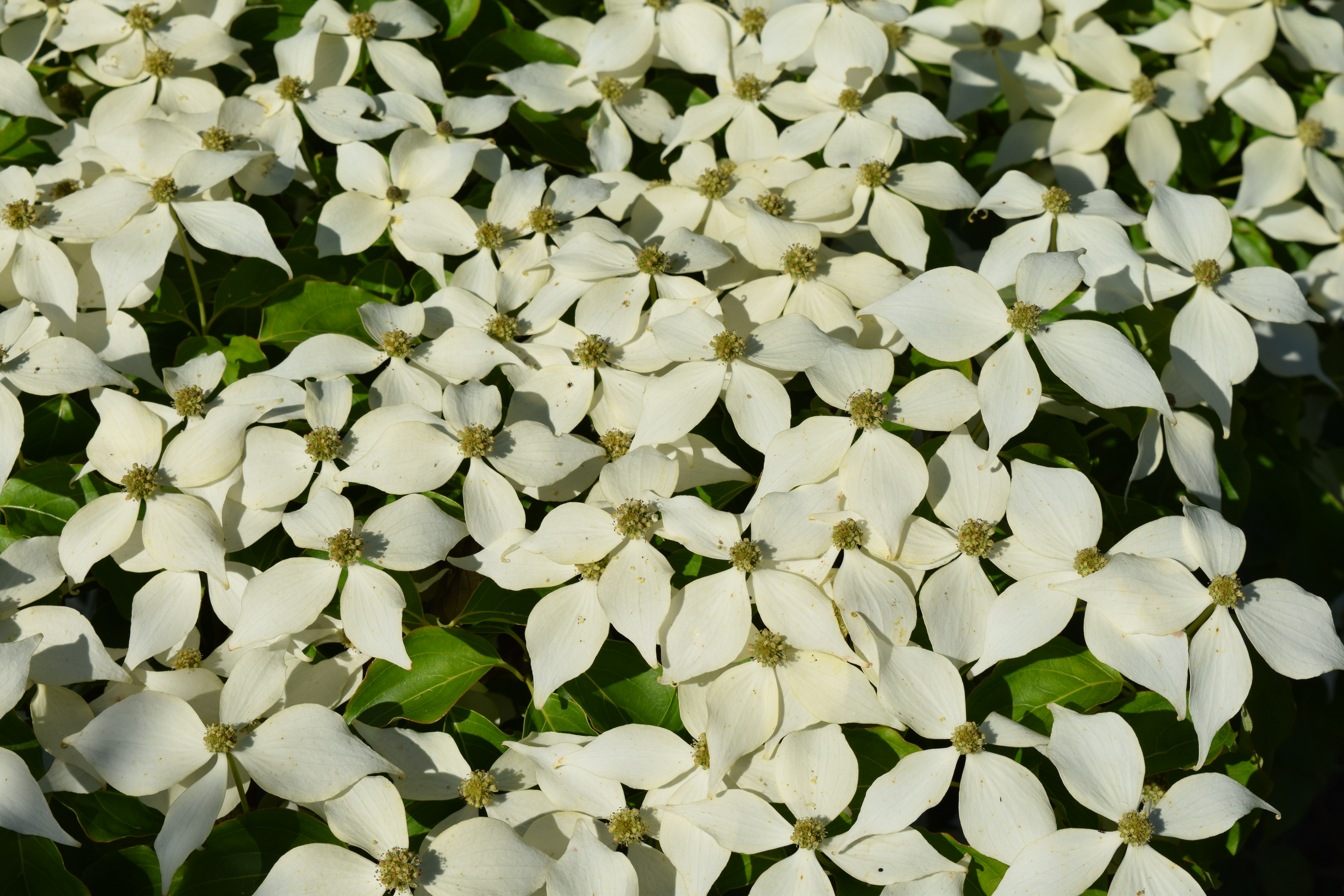 Cornus kousa var. chinensis, kinesisk blomsterkornell