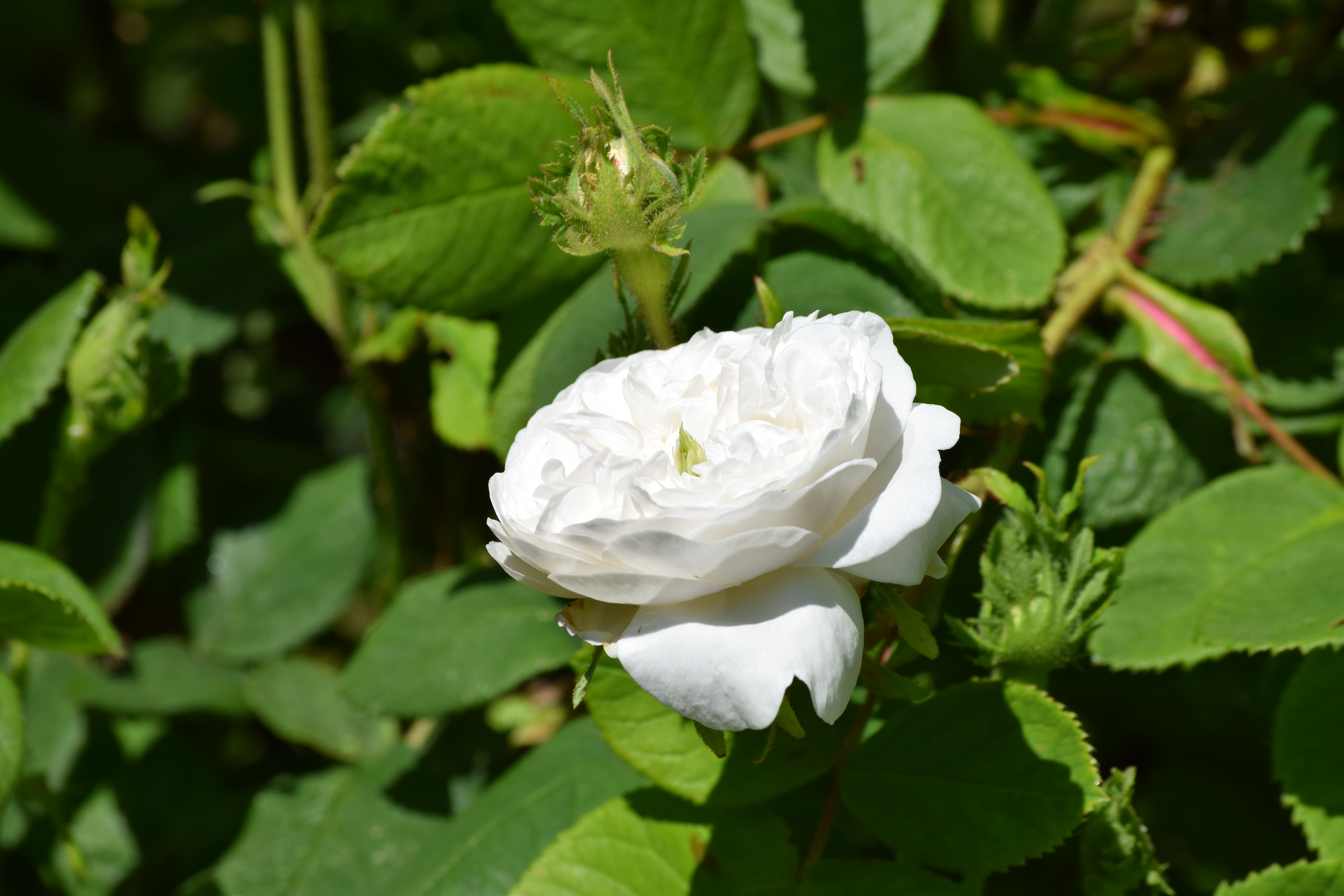 ‘Comtesse de Lacépède’, Rosa gallica