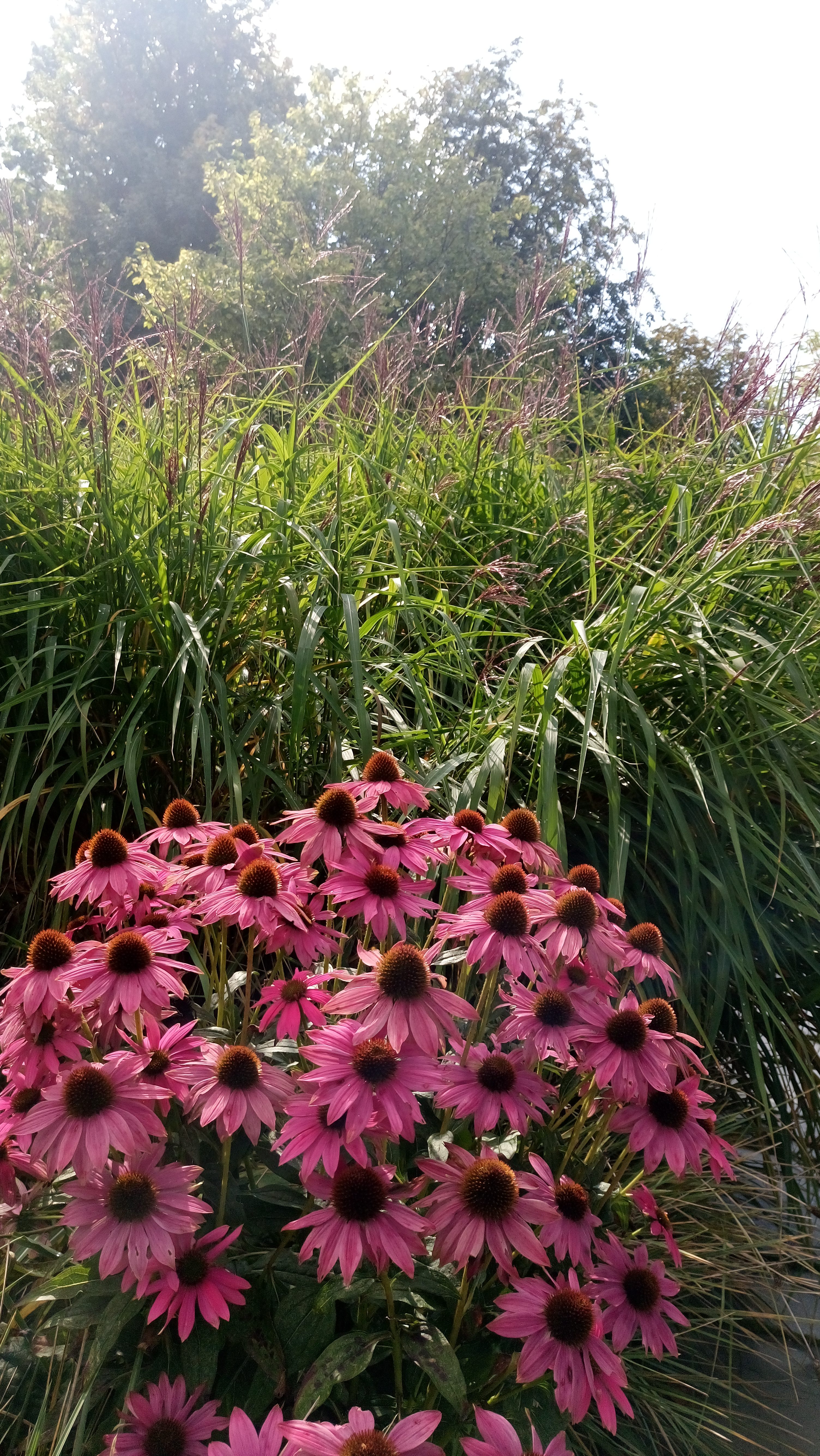 Solens och skuggans trädgård. En fin färgkombination med purpurhatt och japanskt gräs.