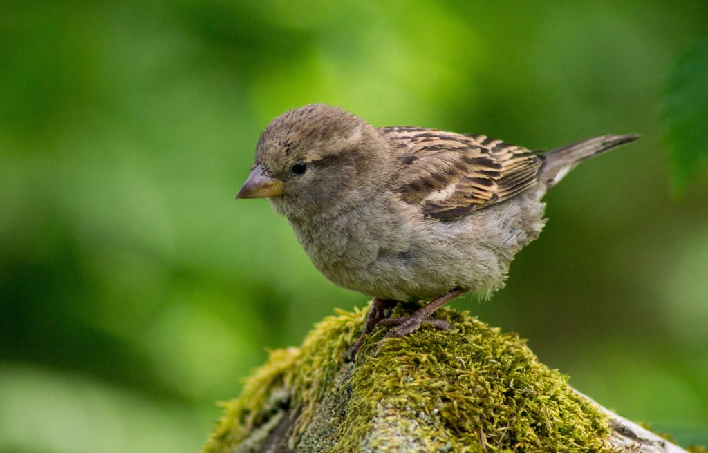 fågel