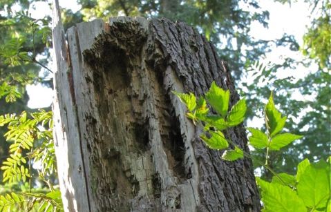 insektshål i stubbe