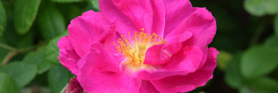 Trädgårdsarkitektens blogg Rosa gallica ‘Officinalis – Apotekarros