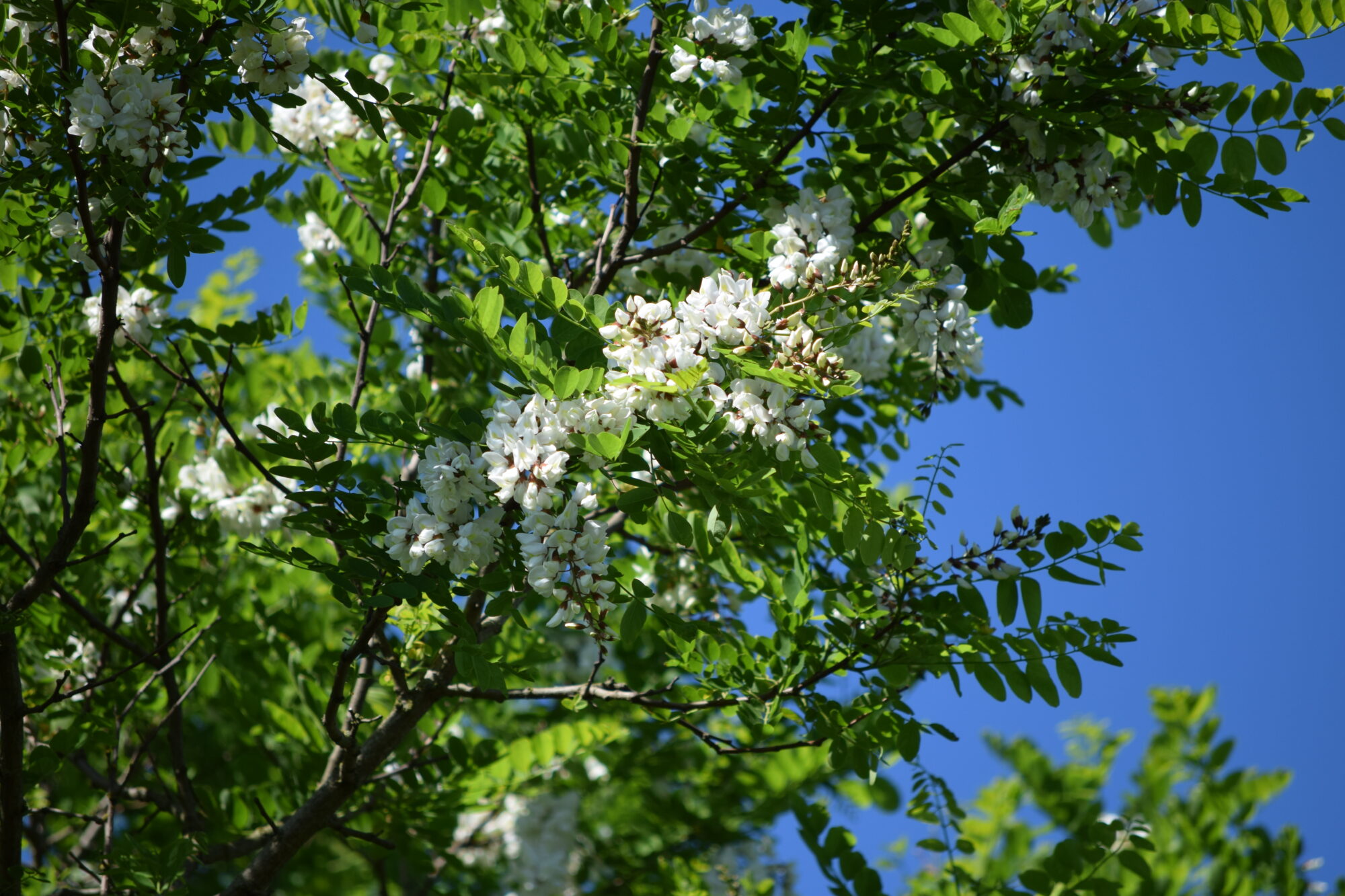 Robinia pseudoacacia, robinia