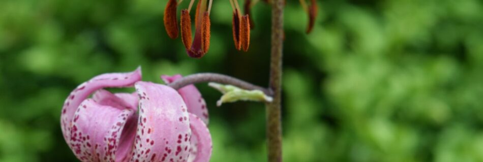 Lilium martagon – Krollilja