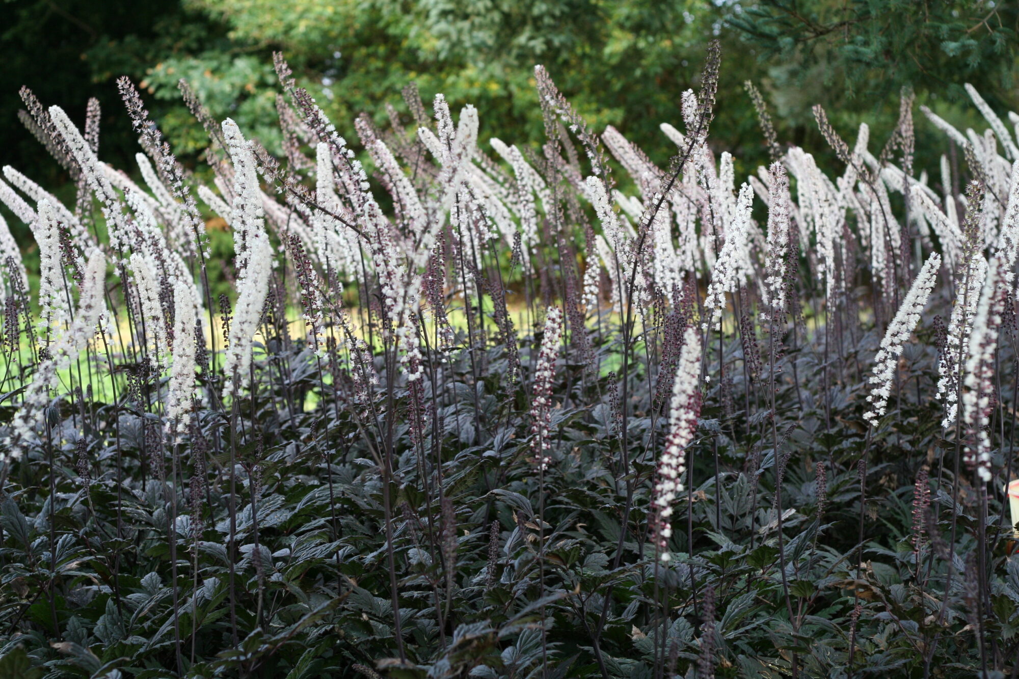 Actaea simplex ‘Brunette’ – höstsilverax