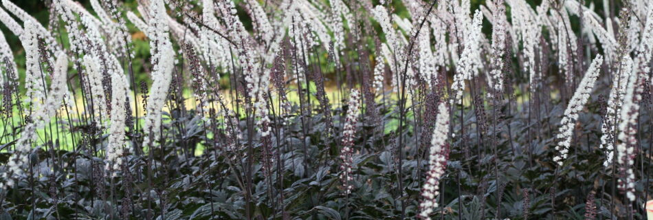 Actaea simplex ‘Brunette’ – höstsilverax