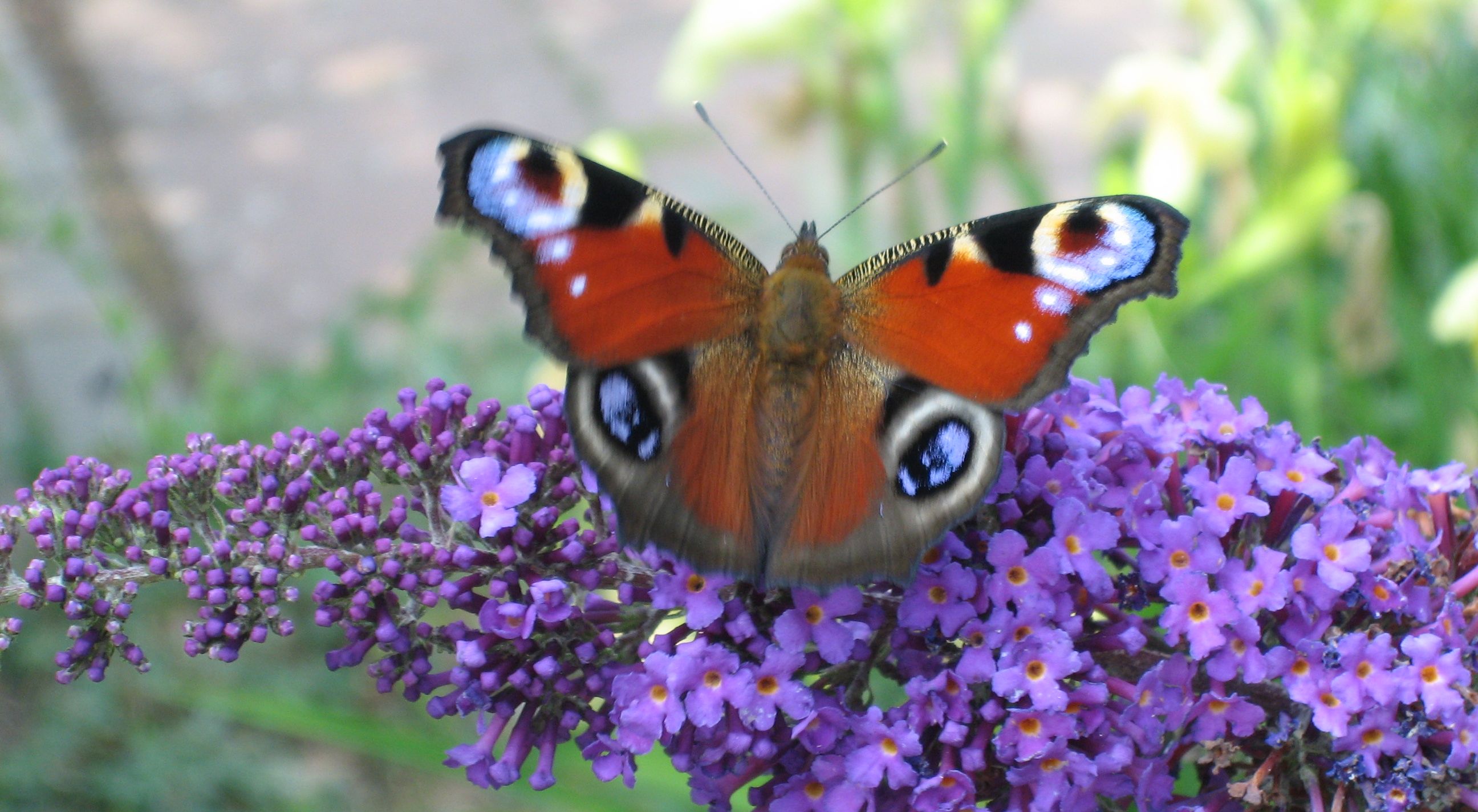 Pollinerare i trädgården, Påfågelöga på syrénbuddleja