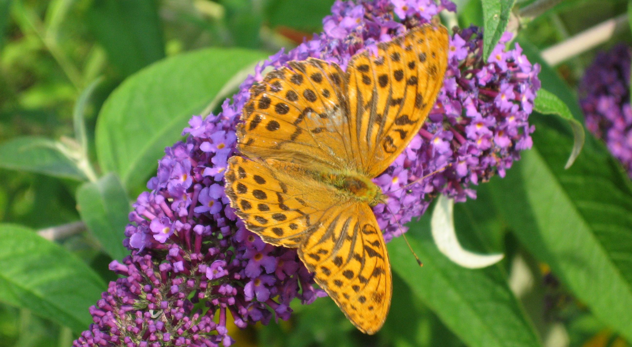 Pollinerare i trädgårdenPärlemorfjäril på syrénbuddleja