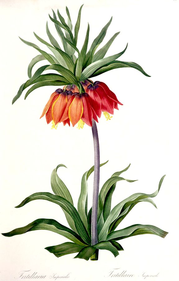 Fritillaria imperialis