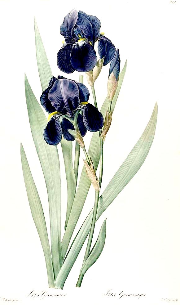 Iris germanica