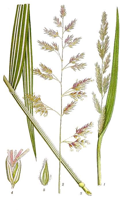 Phalaris arundinacea