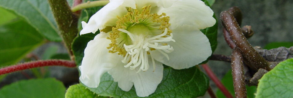 kiwi Actinidia chinensin