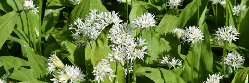 Allium ursinum, Ramslök