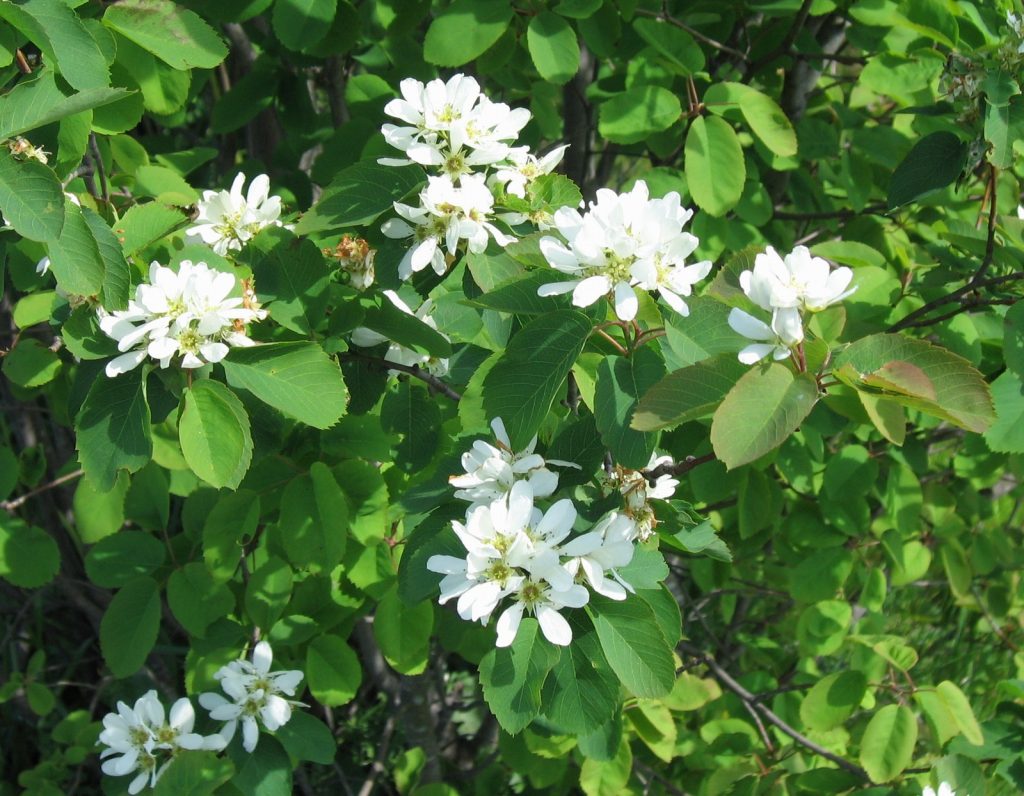 Amelanchier alnifolia, bärhäggmispel