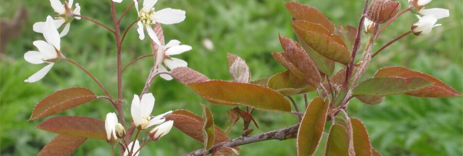 Amelanchier lamarckii, häggmispel