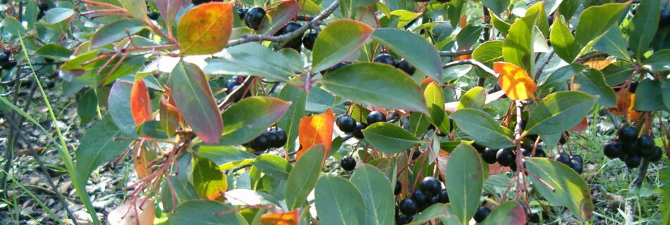 Aronia melanocarpa, svartaronia