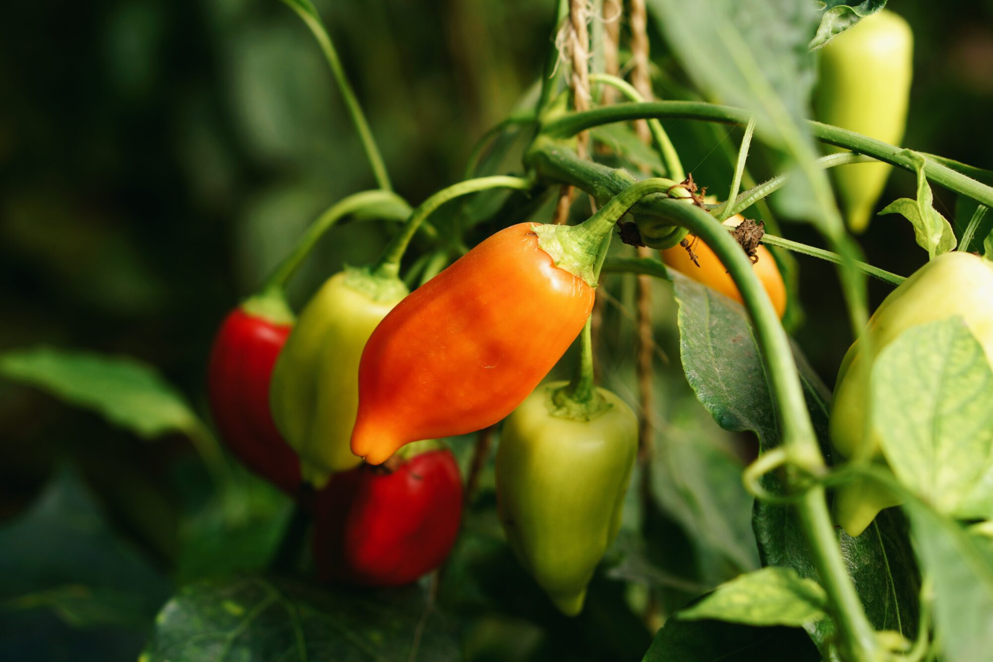 chili Capsicum annuum 'Aji Benito'