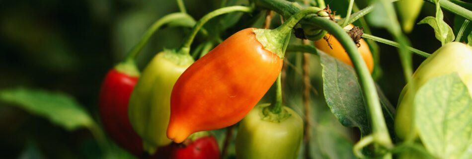 chili Capsicum annuum 'Aji Benito'