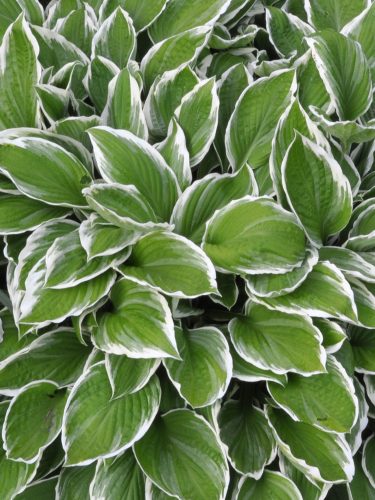 funkia Hosta fortunneai 'Albomarginata'