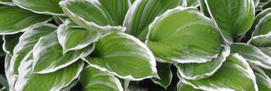 funkia Hosta fortunneai 'Albomarginata'