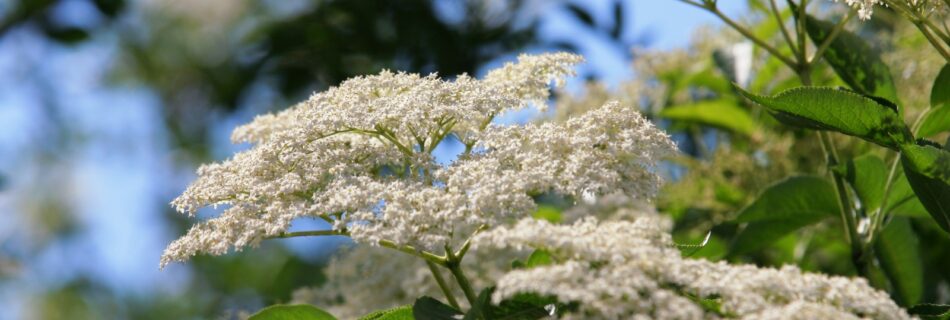 Sambucus nigra, fläder