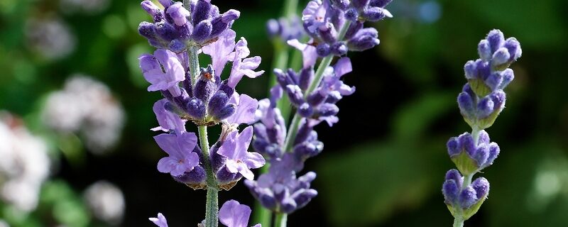 lavendel