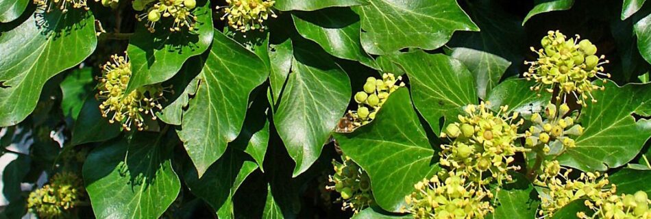 hedera helix, murgröna