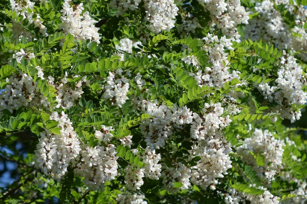 Robinia pseudoacacia, robinia, blommor