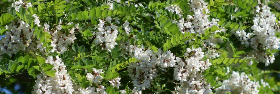 Robinia pseudoacacia, robinia, blommor