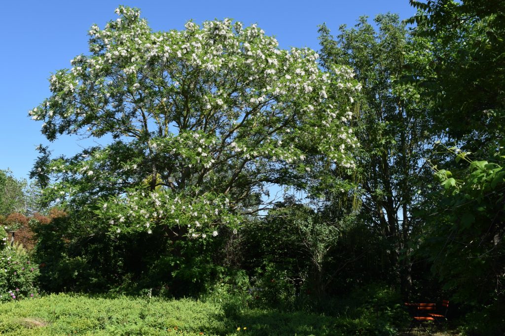 Robinia pseudoacacia, robinia