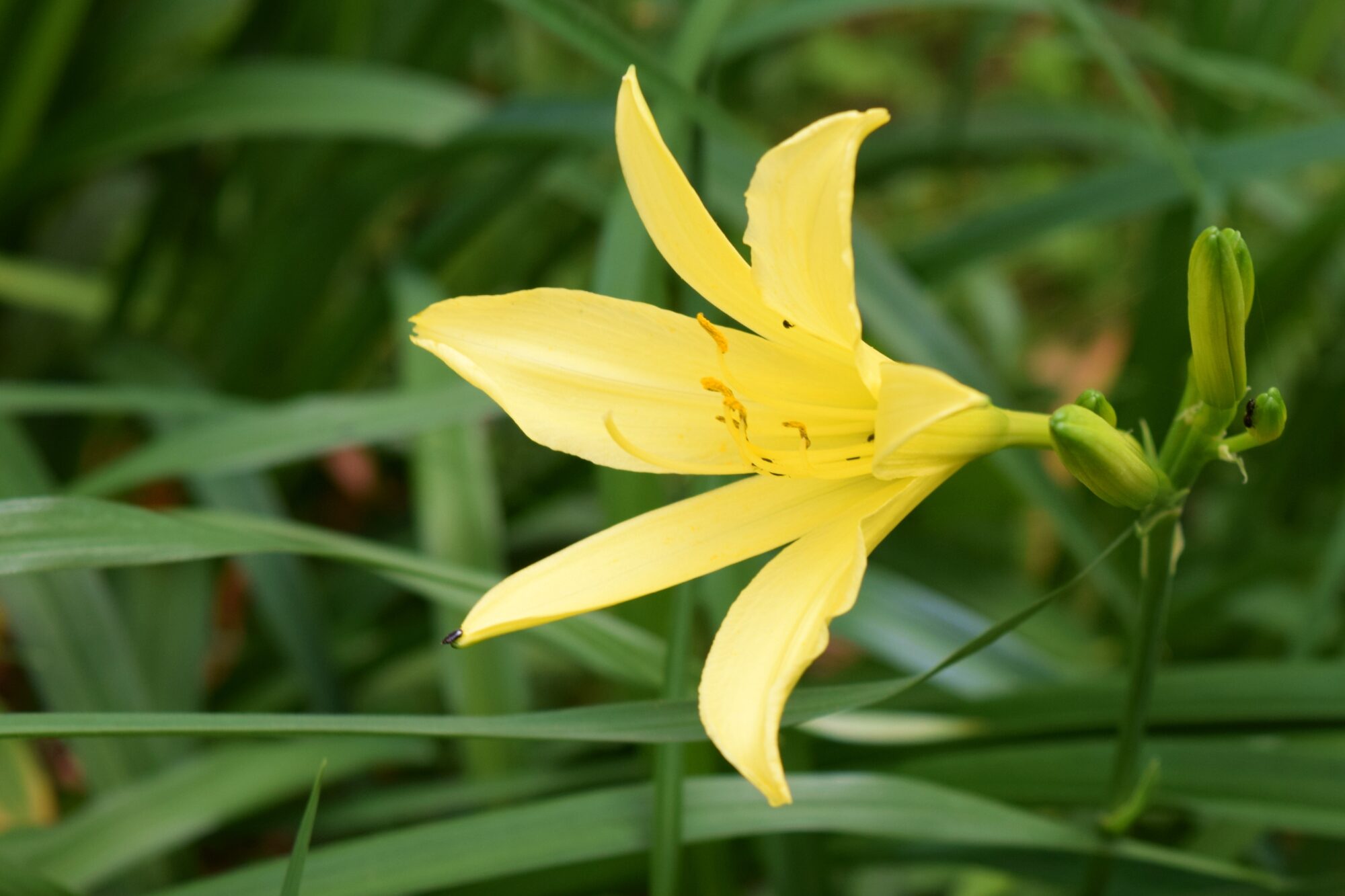 Hemerocallis 'Citrina', daglilja