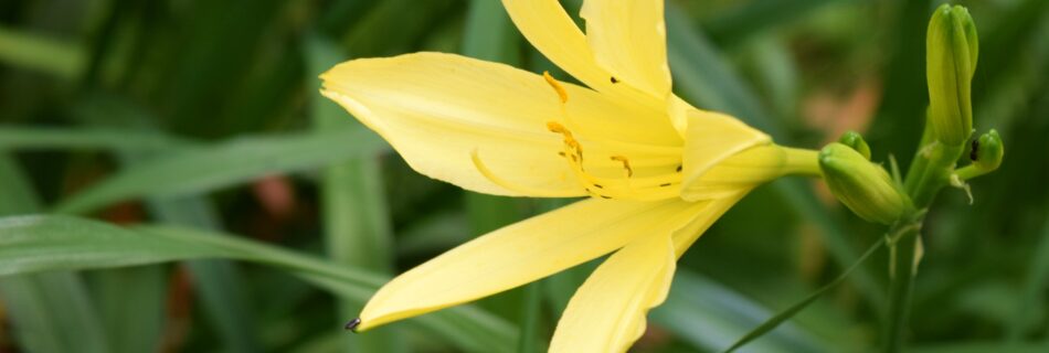 Hemerocallis 'Citrina', daglilja