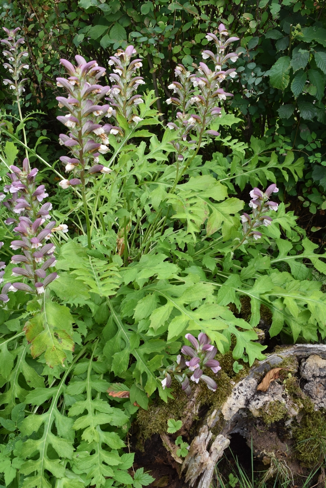 Acanthus mollis, mjukakantus