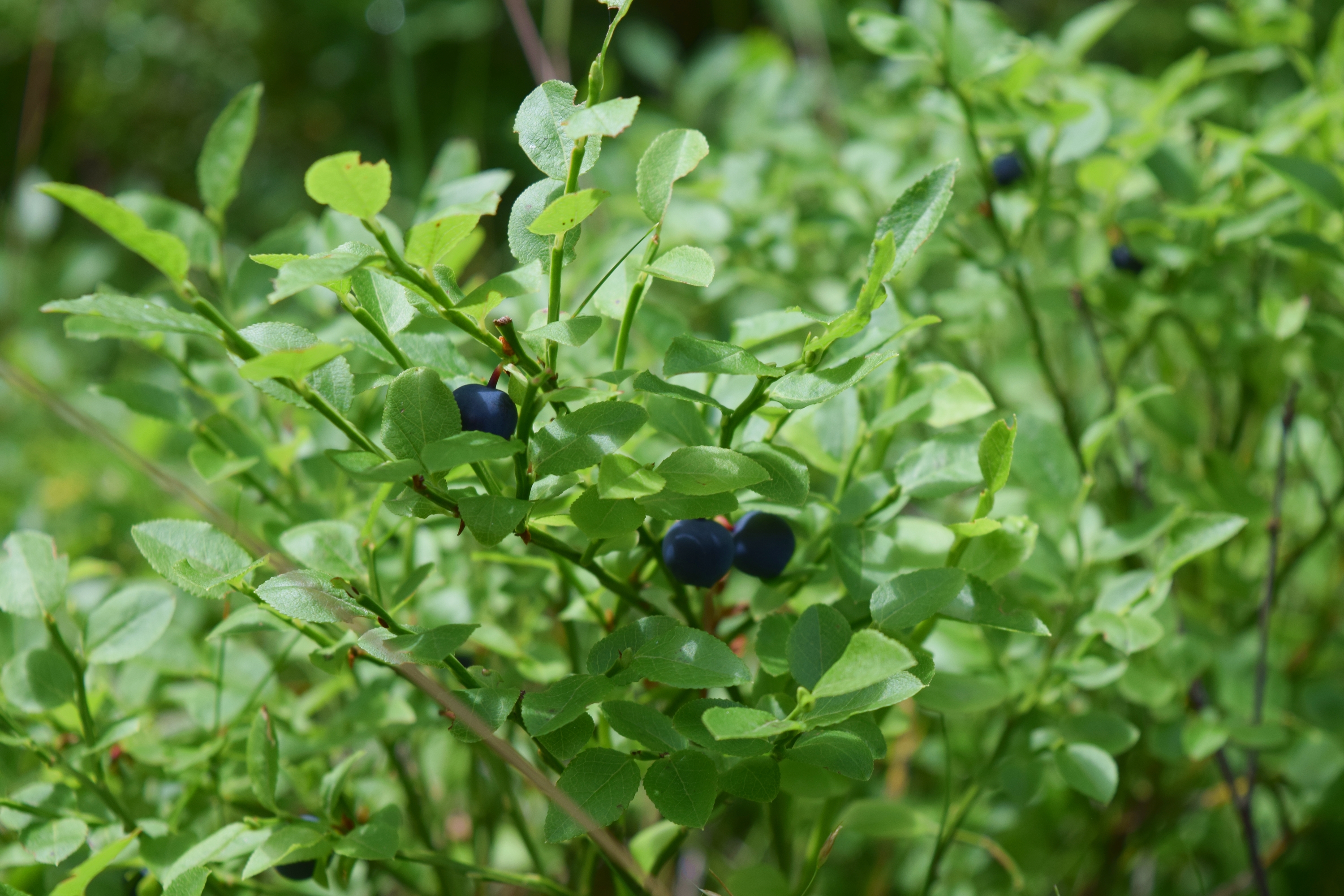 blåbär i blåbärsskogen