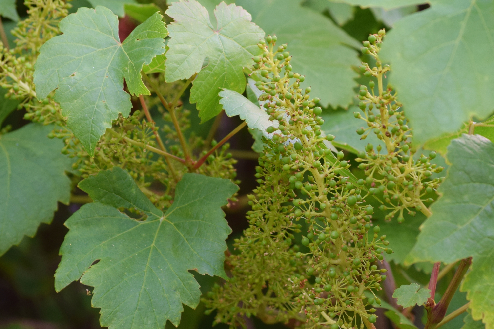 Vitis vinifera ’Dr. Schmidtmanns Sockerdruva’ från min trädgård