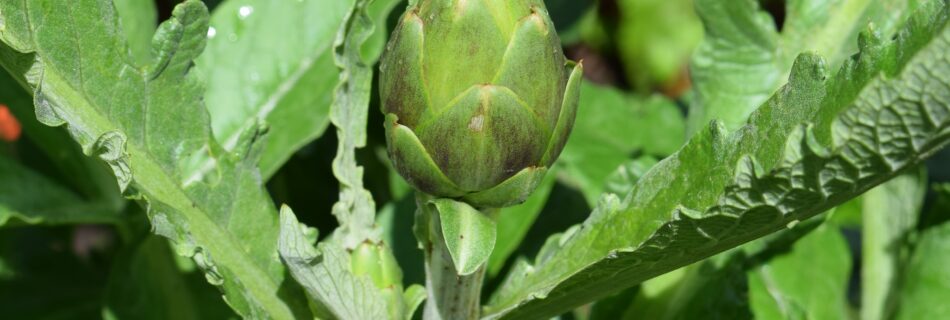 Cynara cardunculus 'Green Globe', kronärtskocka