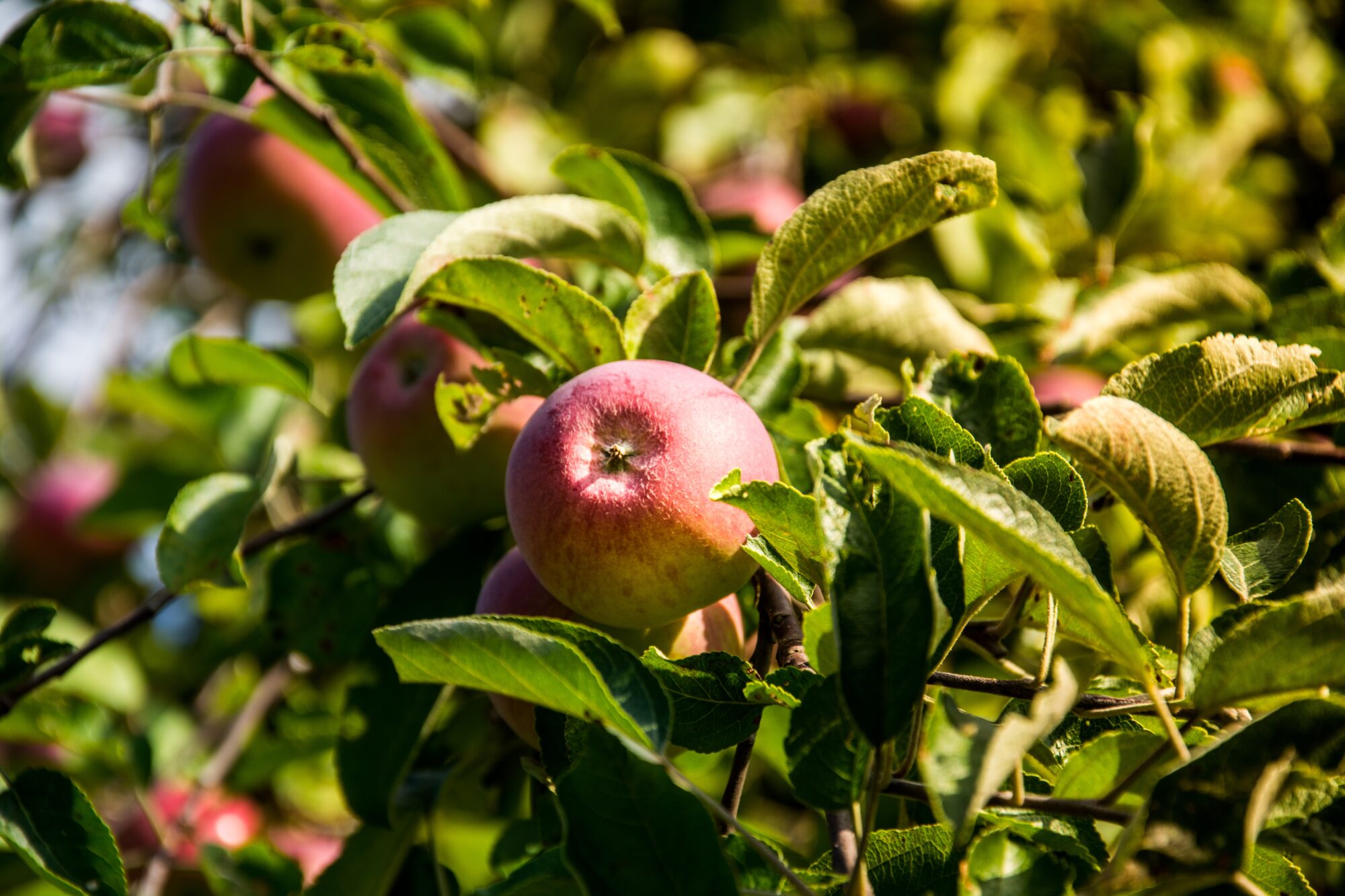 äpple