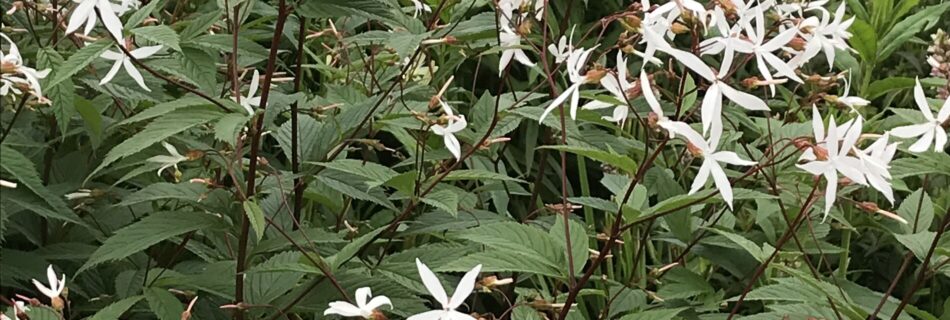 Gillenia trifoliata, gillenia