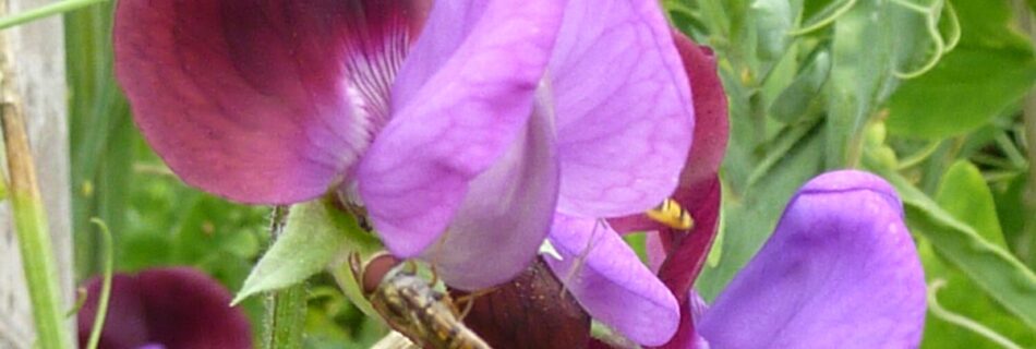 Lathyrus odoratus 'Cupani'. luktärt