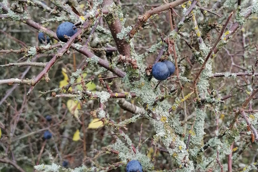 Prunus spinosa, slån