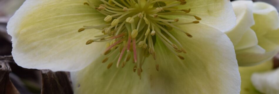 julros helleborus niger