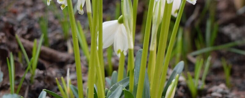 Leucojum vernum, snöklocka