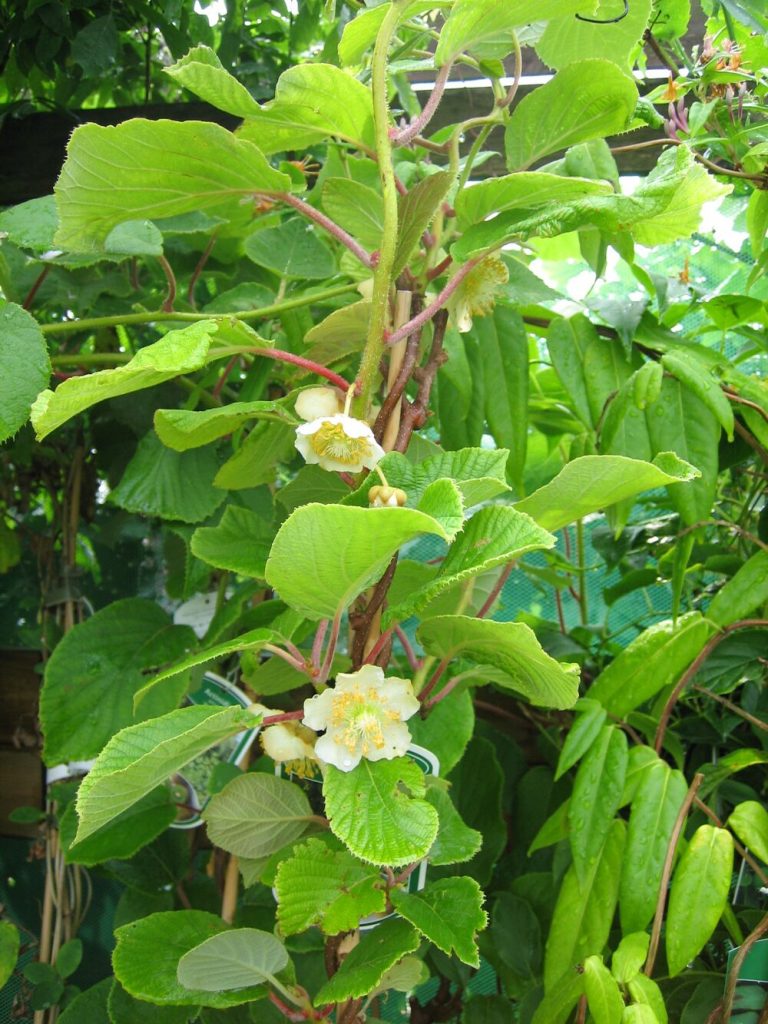 Shinrin Yoku i trädgården, kiwi