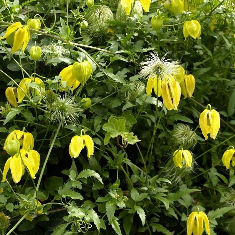 Clematis tangutica