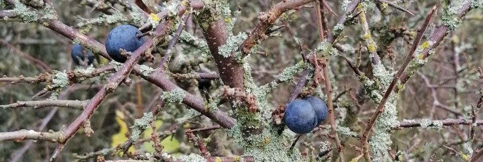 Prunus spinosa, slån