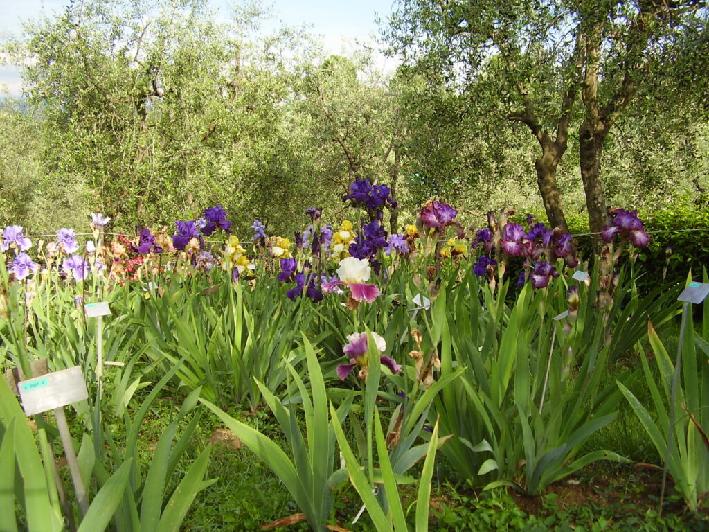 Florens gröna oaser, Giardino dell'Iris: