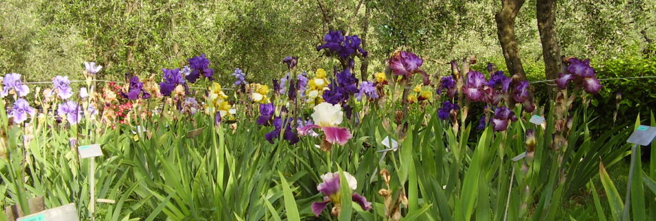 Florens gröna oaser, Giardino dell'Iris: